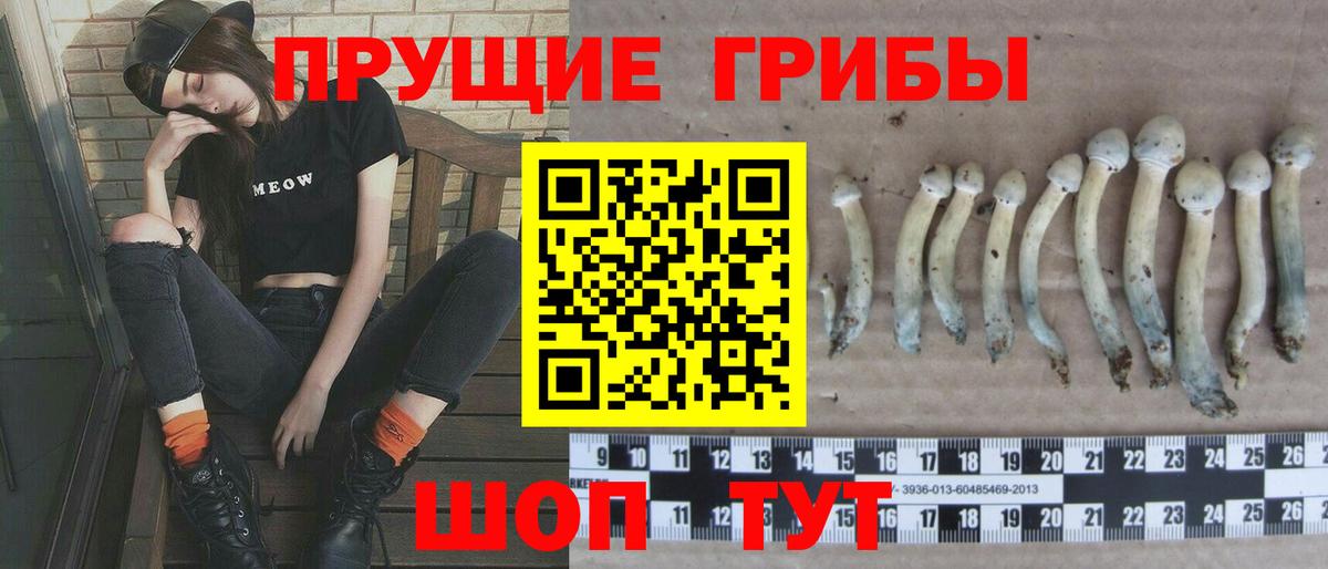 Новокубанск  Галлюциногенные грибы Psilocybine cubensis  Вход с VPN 